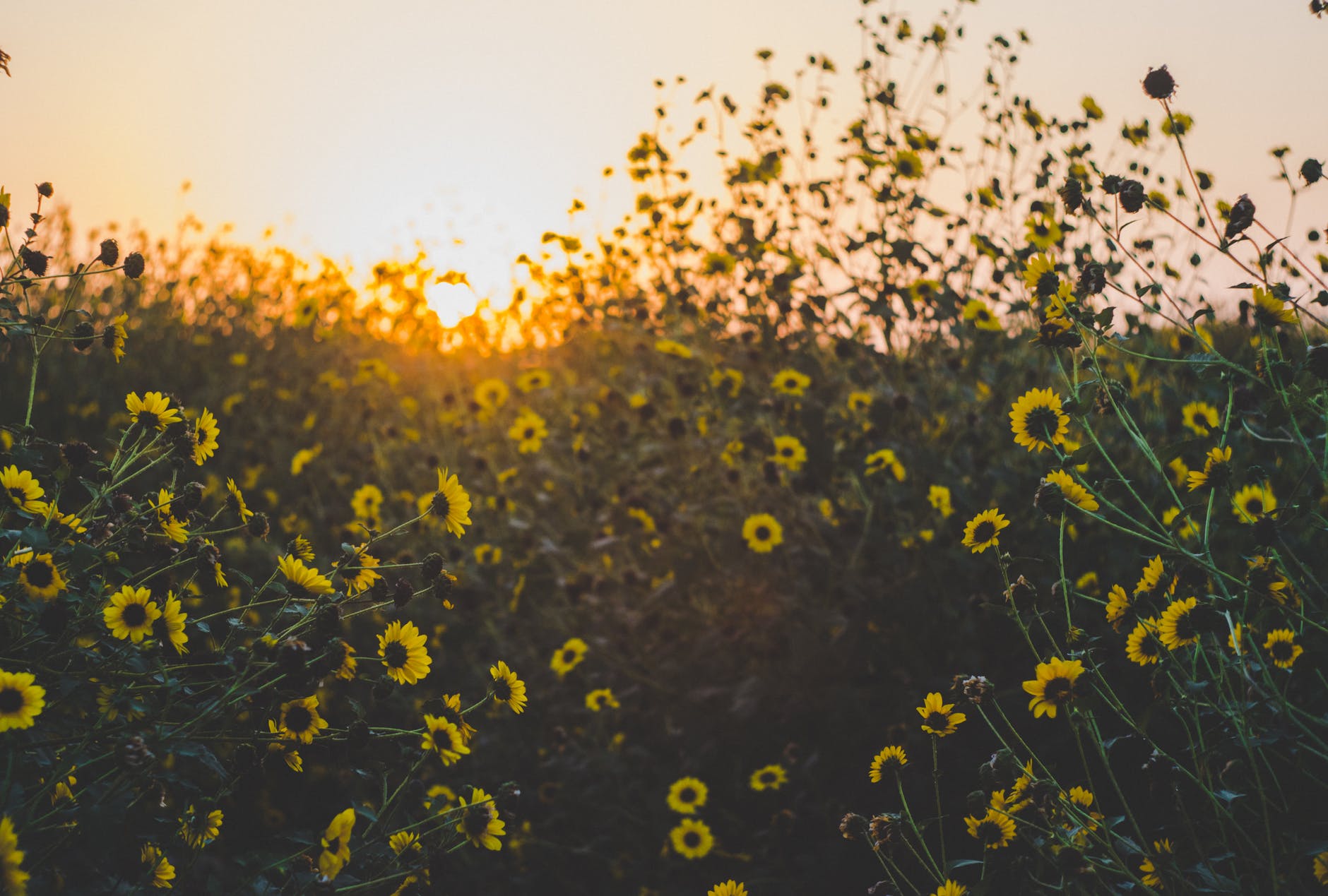 Blommor av solros