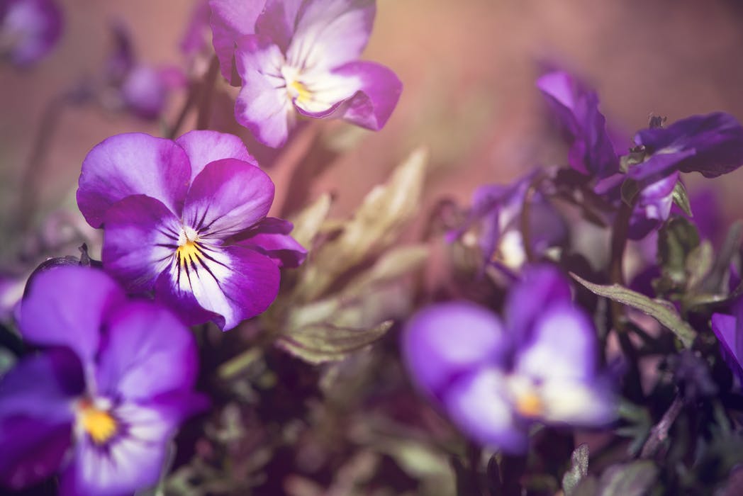 Små blommor från viol